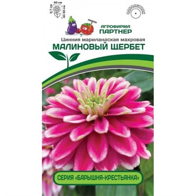 Цинния махровая "Барышня-крестьянка" Малиновый Щербет (Партнер)