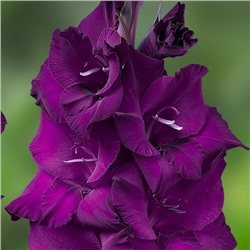 Гладиолус (крупноцветковый) - Астарта