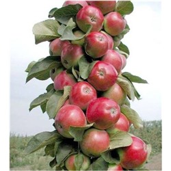 Яблоня колонновидная Валюта (саженцы 2х летние)