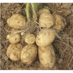 Картофель семенной Ариэль (2 кг)