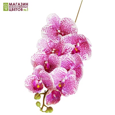 Орхидея Фаленопсис "Клеопатра" (8 цветков) - бордовый-леопардовый