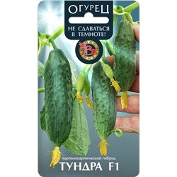 Огурец Тундра F1