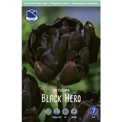 Тюльпан Блек Хиро (Tulipa Black Hero), 10 шт (разбор 12/14)