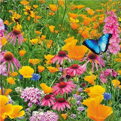 Газон цветущий Рай для бабочек