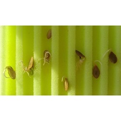 Матрасик для семян "Лабиринт" малый 10х15 см (2 шт)