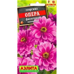 Георгина Опера Фиолетовая (Код: 82946)