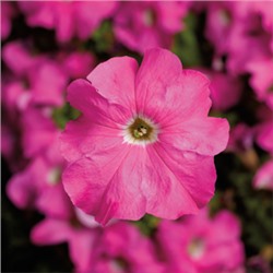 Петуния крупноцветковая TriTunia Pink - 10 шт.