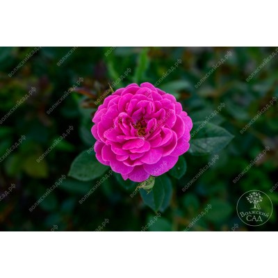 Роза Блю Бой (шраб фиолет.)