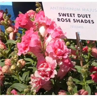 Львиный зев махровый Sweet Duet F1 Rose Shades. НОВИНКА! - 10 шт.